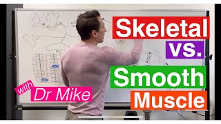 Smooth Muscle vs Skeletal Muscle [upl. by Adnilec]