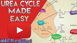 Urea Cycle Made Simple  Biochemistry Video [upl. by Fredrick502]