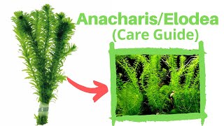 Anacharis Aquarium Plant Beginner Plant [upl. by Melcher]