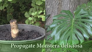 How to Grow Monstera deliciosa from Cuttings  Propagate Swiss Cheese Plant [upl. by Lohner513]