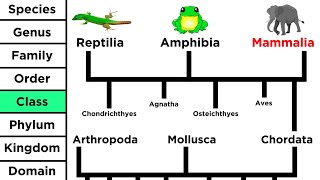 Phylogeny and the Tree of Life [upl. by Lenoyl48]