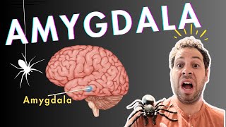 The Amygdala and Fear Conditioning [upl. by Erreipnaej311]