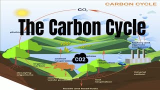 The Carbon Cycle Process [upl. by Abixah]