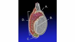 Difference Between Epididymis and Testicular Cancer [upl. by Ulla590]