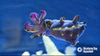 The Impossibly Colorful Flamboyant Cuttlefish [upl. by Labaw630]