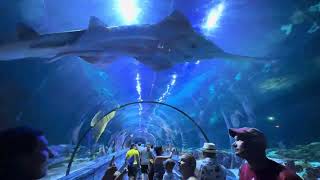 SeaWorld Orlando POV Walkthrough Part Five [upl. by Piper]