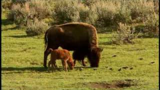 American Prairie Profiled by National Geographic [upl. by Anassor385]