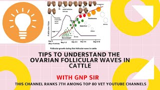 Understanding follicular waves in cattle [upl. by Adnana961]