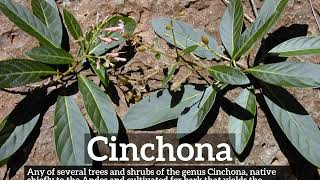 What is Cinchona  How Does Cinchona Look  How to Say Cinchona in English [upl. by Cahilly]