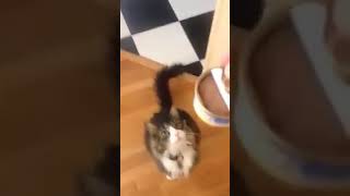 Cat classical conditioning [upl. by Caton]