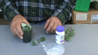 Propagating The Lipstick Plant Aeschynanthus Pulcher The Plant Farm® [upl. by Adnesor]