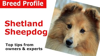 Shetland Sheepdog quotSheltiequot Dog Breed Guide [upl. by Leahcim]