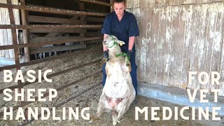 Basic Sheep Handling for the Veterinary Technician [upl. by Prestige]