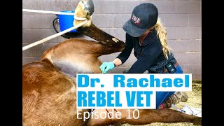 Dr Rachael Rebel Vet Episode 10 Ill Take Those Horse Castration [upl. by Eimmat854]