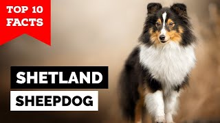 Shetland Sheepdog  Top 10 Facts Sheltie [upl. by Freyah]