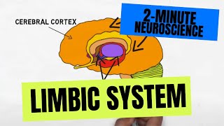 2Minute Neuroscience Limbic System [upl. by Hgielrak218]