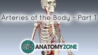 Arteries of the body  PART 1  Anatomy Tutorial [upl. by Angle]