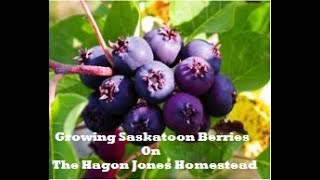 Growing Saskatoon Berry from seed  The Hagon Jones Homestead [upl. by Linskey]