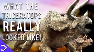 What Did The Triceratops REALLY Look Like [upl. by Bartholomew]