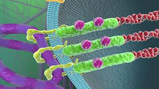 Cell–Extracellular Matrix Mechanobiology [upl. by Keller]