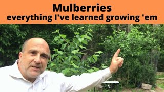 How to grow Mulberries Mulberry Trees produce fruit for 100 years from ONE tree [upl. by Stieglitz]