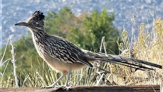 Greater Roadrunner Bird  Communication Calls [upl. by Annaeiluj890]