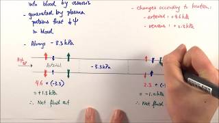 AS Biology  Tissue fluid formation OCR A Chapter 83 [upl. by Elleuqar]