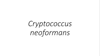 Cryptococcus neoformans  Microbiology [upl. by Yrrum712]