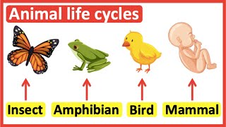 Animal life cycles  Insects Amphibians Birds amp Mammals [upl. by Petrick446]