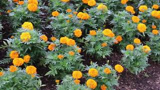 Marigold Tagetes spp  Plant Identification [upl. by Inesita]