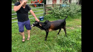 Miniature cows Zebu cattle at Frog Valley Farm [upl. by Edric]