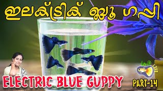 ഇലക്ട്രിക്ക് ബ്ലൂ ഗപ്പി  Electric Blue Guppy  Guppy Life Part 14 [upl. by Ahsratan43]