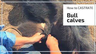 HOW TO CASTRATE A BULL CALF [upl. by Natsyrk]