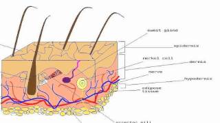 Merkel cells [upl. by Luht]