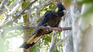 Yellowtailed Black Cockatoo – Calyptorhynchus funereus [upl. by Sana773]