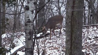 How to Hunt the Late Season for Deer [upl. by Arriaet53]