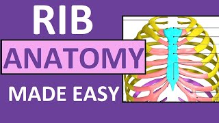 Rib Anatomy  True Ribs False Ribs Floating Ribs  Typical vs Atypical Ribs [upl. by Hazlett]