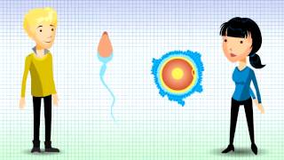 Understanding Chromosomal Translocation  Reciprocal Translocation v12 [upl. by Aubrey]