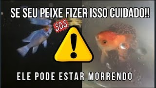 Se seu Peixe fizer isso cuidado ele pode estar morrendo⚠⚠ [upl. by Labannah759]