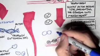 Myology  Skeletal Muscle Sarcomere Myosin and Actin [upl. by Rus]