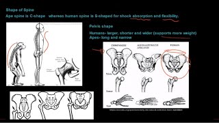 Grade 12 Life Sciences Human Evolution Part 1 [upl. by Noek482]