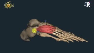 Apparato locomotore 46 Muscoli del piede [upl. by Kelci303]