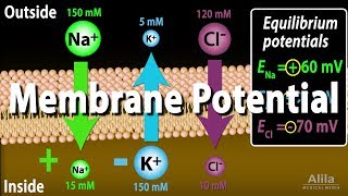 Membrane Potential Equilibrium Potential and Resting Potential Animation [upl. by Wassyngton]