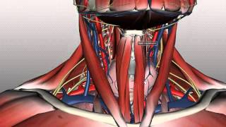 Neck Anatomy  Organisation of the Neck  Part 1 [upl. by Mide]