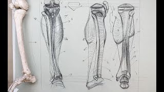 ANATOMY FOR ARTISTS Bones of the Lower LegTibia and Fibula [upl. by Marney]