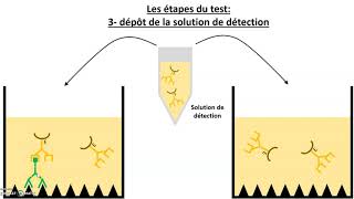 Le test immunologique ELISA [upl. by Sausa]