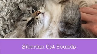 Siberian Cat Meowing Talking and Purring [upl. by Elohcim]