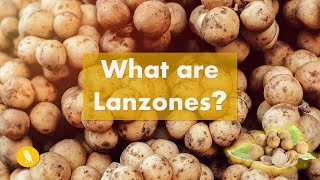 What are Lanzones Langsat  Fruits You Probably Never Heard Of  Ep 7 [upl. by Annaeed]