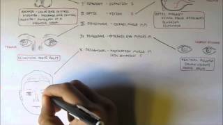 Cranial Nerve Tests  Nervous System [upl. by Delahk]