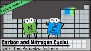 Carbon and Nitrogen Cycles [upl. by Gibby597]